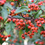 Load image into Gallery viewer, Hawthorn, Winter King #15