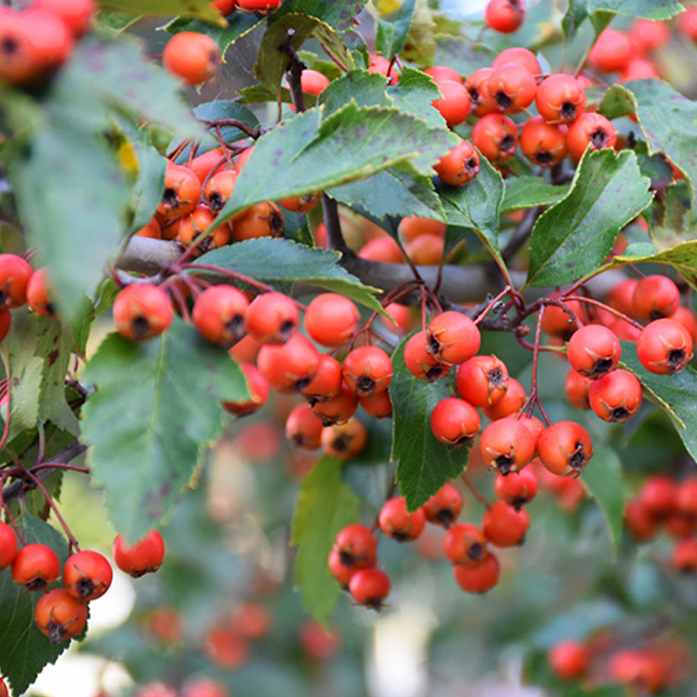 Hawthorn, Winter King #15