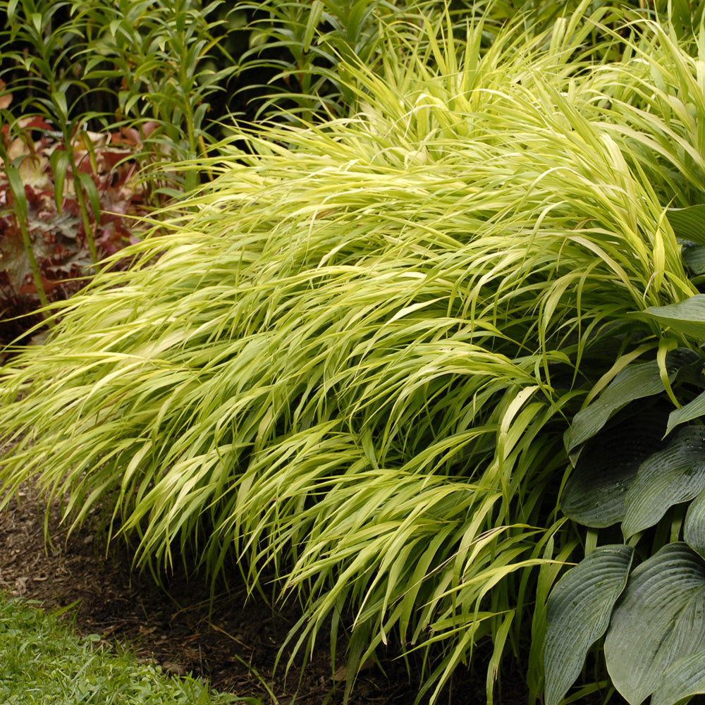 Hakone Grass, All Gold #1