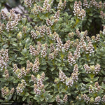Load image into Gallery viewer, Hebe, Sutherlandii #2