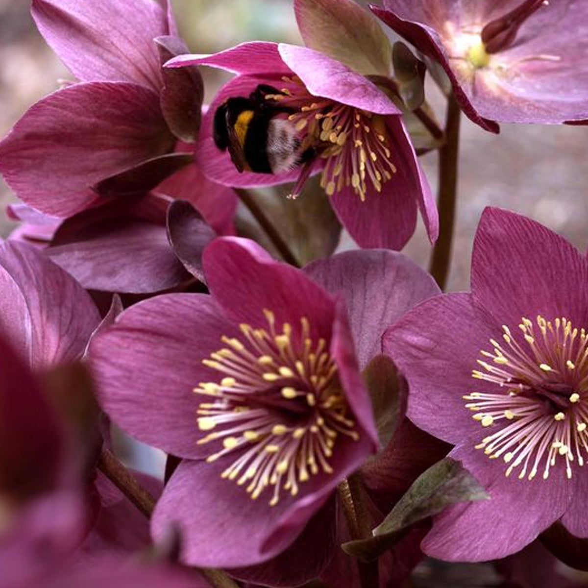 Lenten Rose, Ice N' Roses, Brunello #1 – Greenwood Creek Nursery