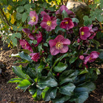 Load image into Gallery viewer, Lenten Rose, Ice N' Roses, Brunello #1