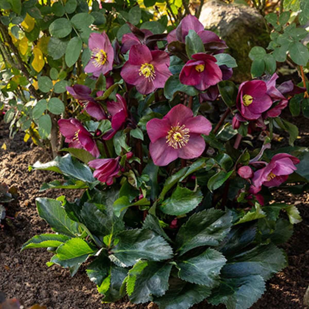 Lenten Rose, Ice N' Roses, Brunello #1 – Greenwood Creek Nursery