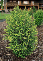 Load image into Gallery viewer, Hemlock, Emerald Fountain #10