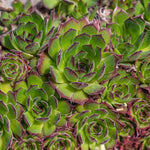 Load image into Gallery viewer, Hens & Chicks, Assorted Qt