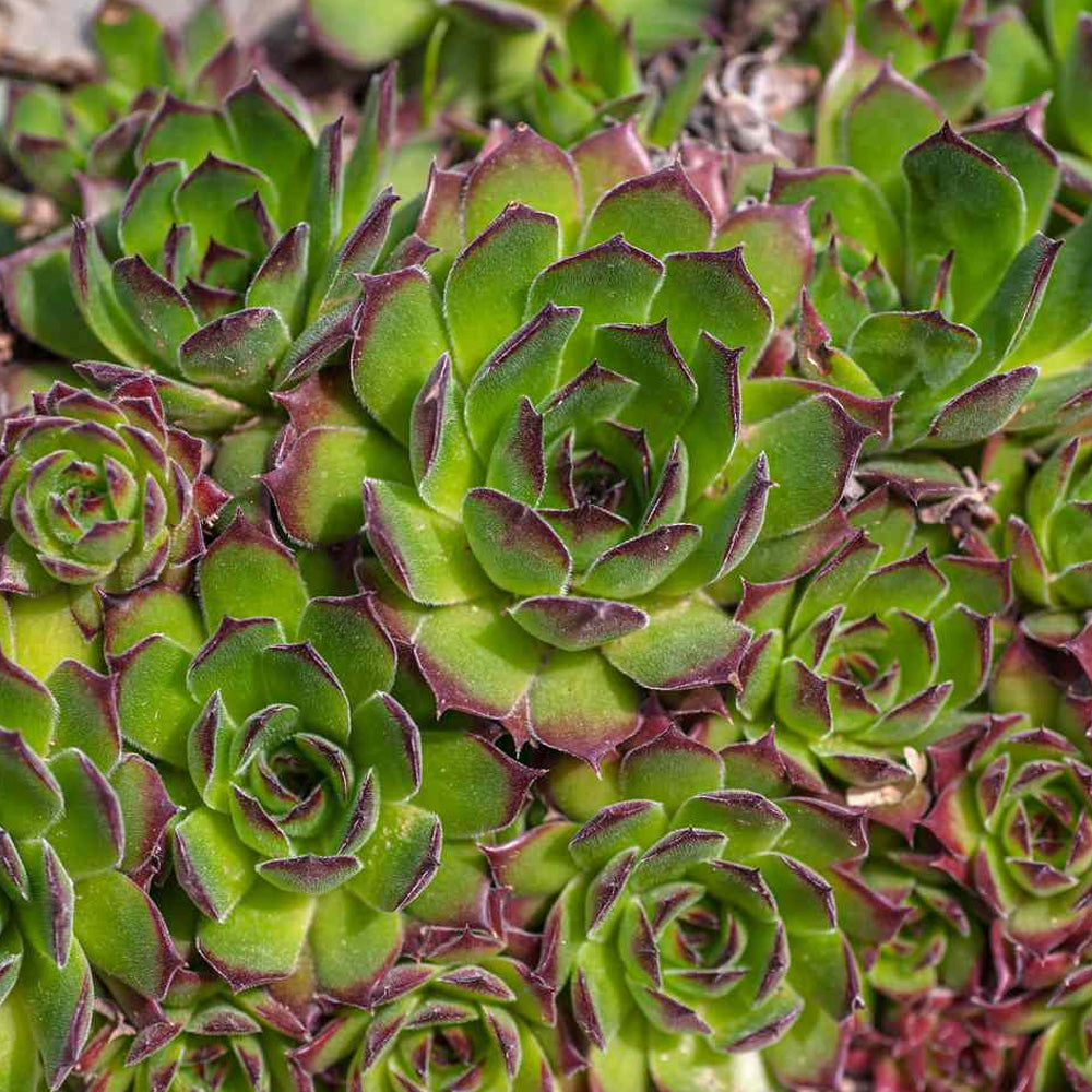 hen and chick potted plant Hens & Chicks, Assorted Qt – Greenwood Creek Nursery