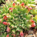 Load image into Gallery viewer, Hens & Chicks Oddity Qt