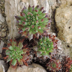 Load image into Gallery viewer, Hens & Chicks Oddity Qt