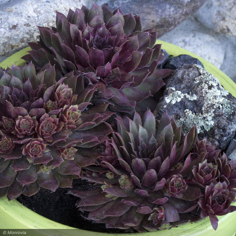 Hens & Chicks, Ruby Qt