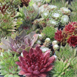Load image into Gallery viewer, Hens & Chicks, Hot Mix Qt