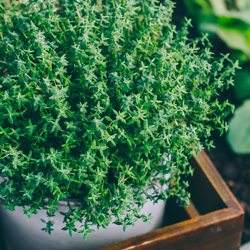 Herb, 4