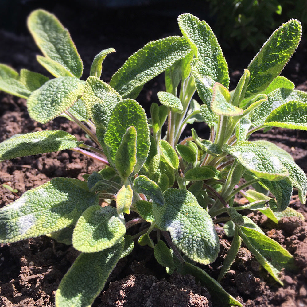 greenwood plants Herb, 6