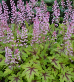 Load image into Gallery viewer, Heucherella, Fun and Games Eye Spy #1