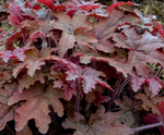 Load image into Gallery viewer, Heucherella, Fun and Games Red Rover #1