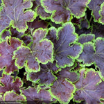 Load image into Gallery viewer, Heucherella, Solar Eclipse #1