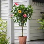 Load image into Gallery viewer, Trop, Hibiscus Braid 10" pot