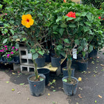 Load image into Gallery viewer, Trop, Hibiscus Braid 10" pot