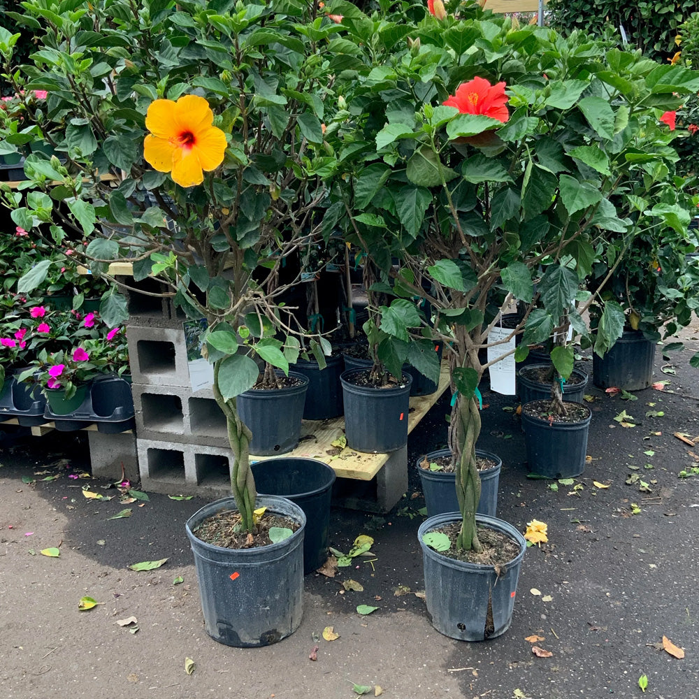 hibiscus plants in pots Trop, Hibiscus Braid 10" pot – Greenwood Creek Nursery