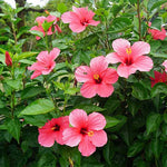 Load image into Gallery viewer, Trop, Hibiscus Bush 10" Pot