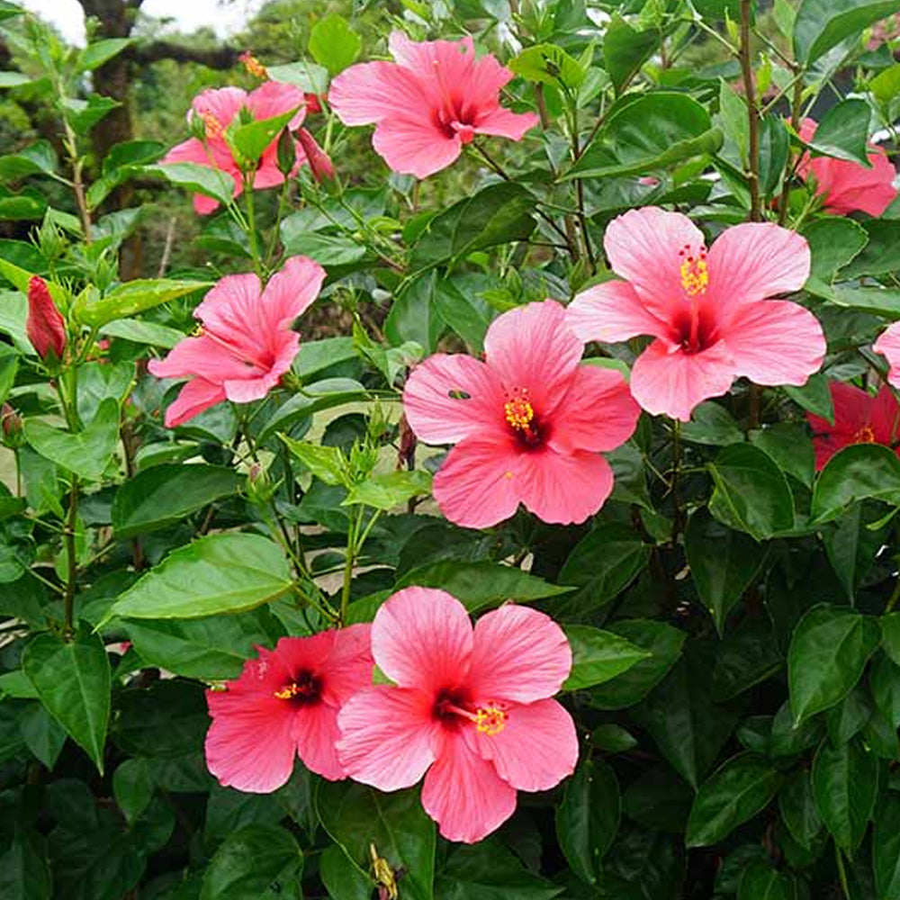 hibiscus potted plant Trop, Hibiscus Bush 10" Pot – Greenwood Creek Nursery