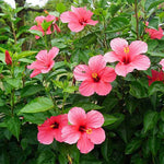 Load image into Gallery viewer, Trop, Hibiscus Bush 6" Pot