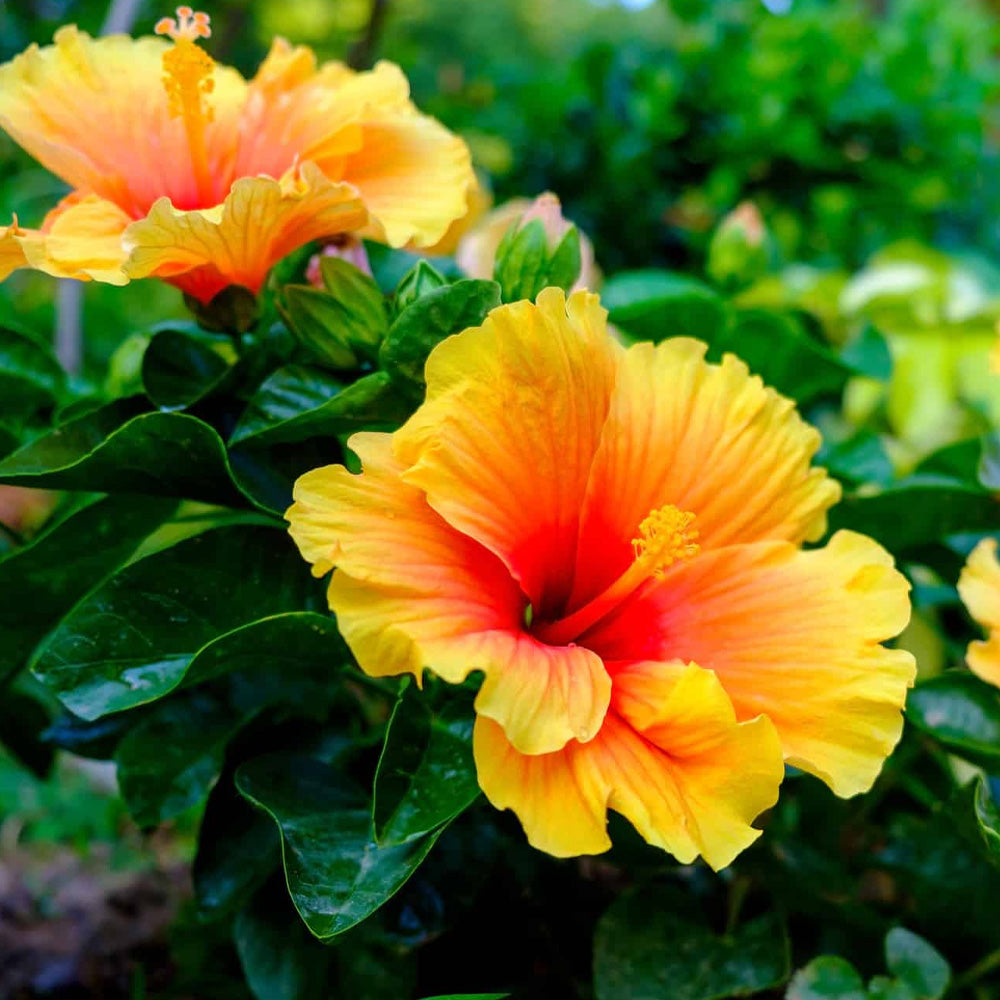 hibiscus looks like pot plant Trop, Hibiscus Bush 10" Pot – Greenwood Creek Nursery