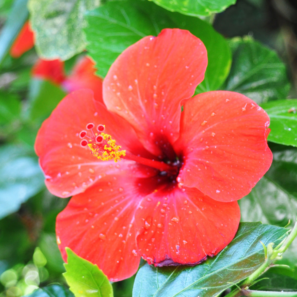 Trop, Hibiscus Standard 10" Pot