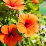 Load image into Gallery viewer, Trop, Hibiscus Standard 10" Pot