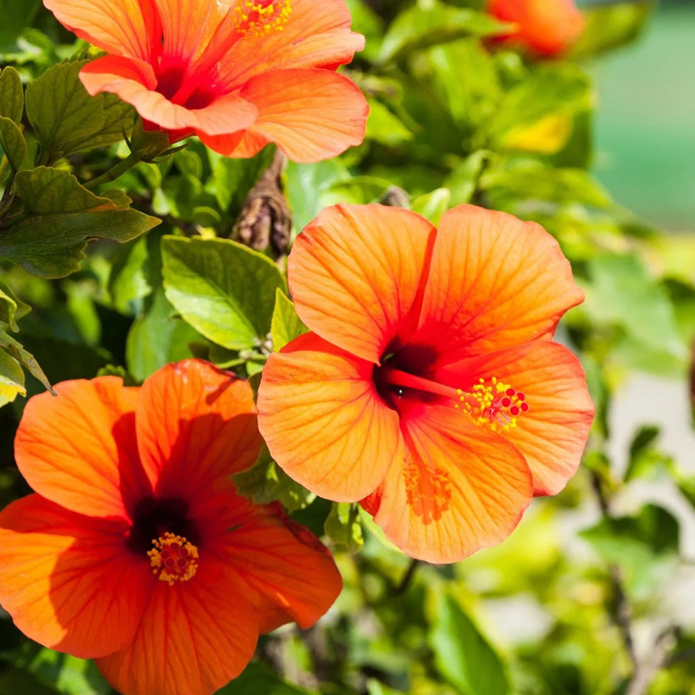 Trop, Hibiscus Standard 10" Pot