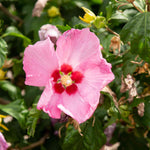 Load image into Gallery viewer, Trop, Hibiscus Standard 10" Pot