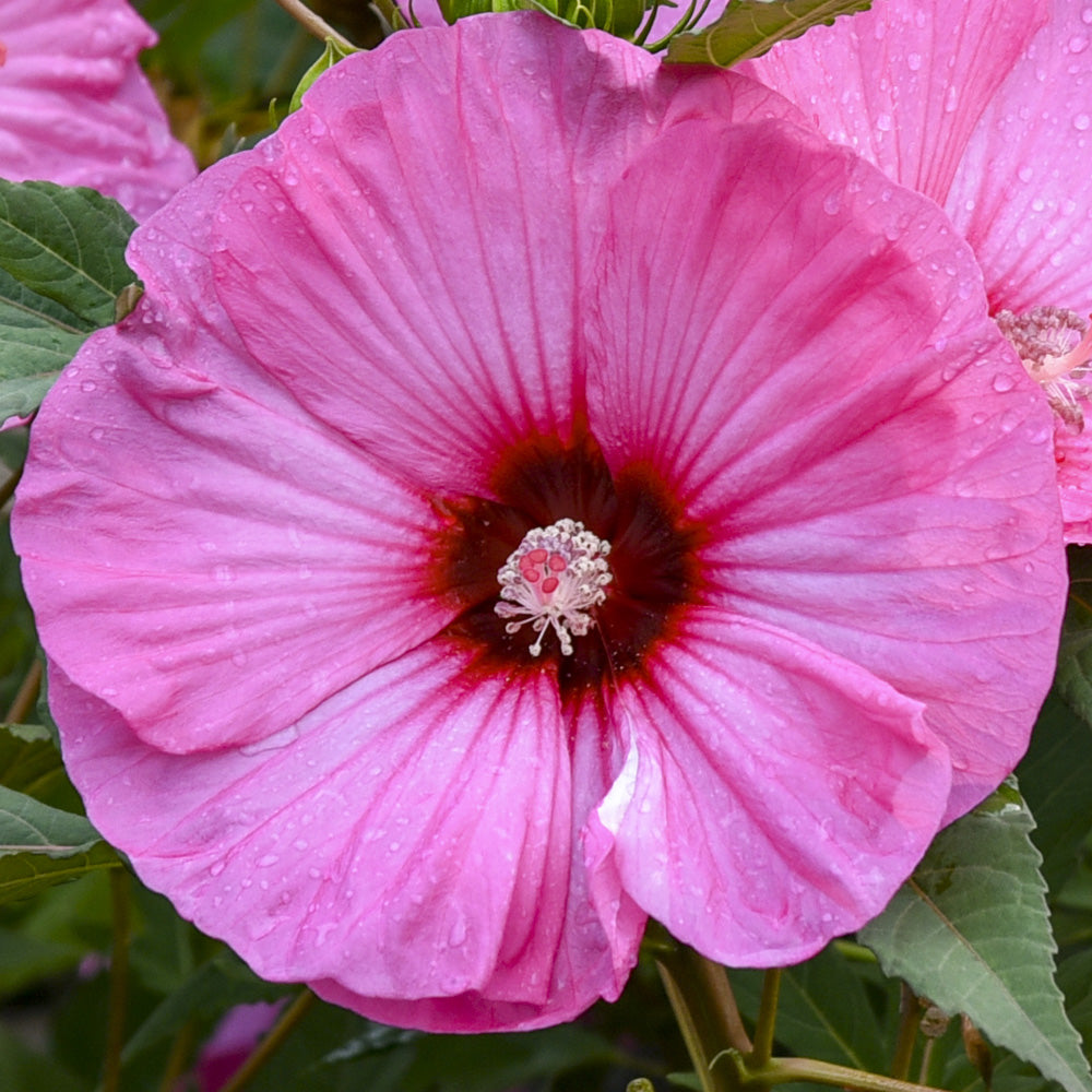 Hibiscus, Summerific Candy Crush #3 – Greenwood Creek Nursery
