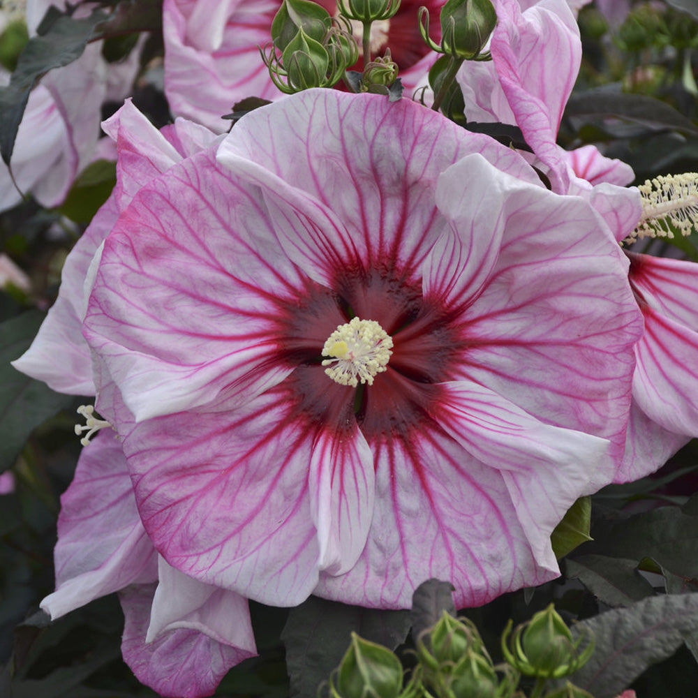 フラワー・ガーデニング mameko42 Hibiscus, Summerific Cherry Choco Latte #3 – Greenwood Creek Nursery