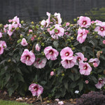Load image into Gallery viewer, Hibiscus, Summerific Cherry Choco Latte #3