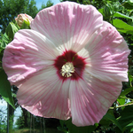 Load image into Gallery viewer, Hibiscus, Luna Pink Swirl #3