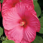 Load image into Gallery viewer, Hibiscus, Luna Rose #3