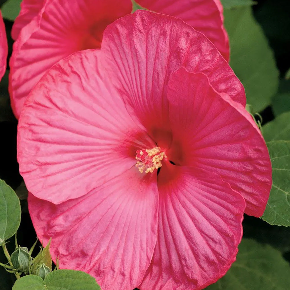 Hibiscus, Luna Rose #3
