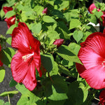 Load image into Gallery viewer, Hibiscus, Luna Red #3