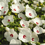 Load image into Gallery viewer, Hibiscus, Luna White #3