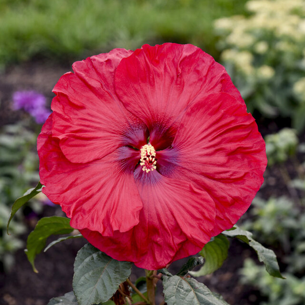 ❁﻿花恋❁﻿ Hibiscus, Summerific Valentine's Crush #3 – Greenwood Creek Nursery