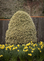 Load image into Gallery viewer, Holly, English Variegated #7