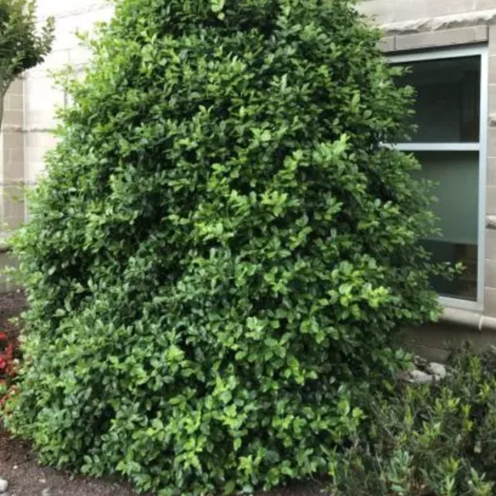 Holly, American Greenleaf #25