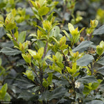 Load image into Gallery viewer, Holly, Blue Prince #3