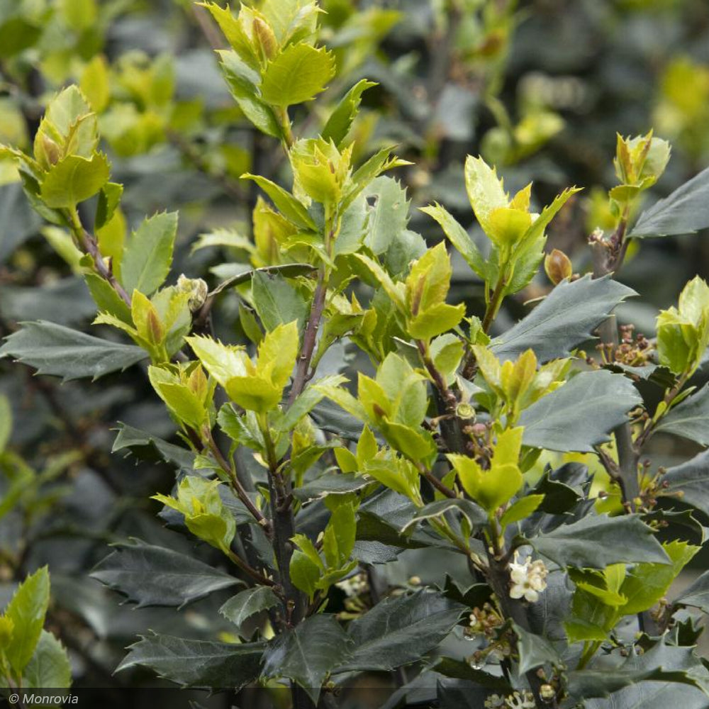 Holly, Blue Prince #5 – Greenwood Creek Nursery