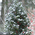 Load image into Gallery viewer, Holly, Castle Spire #5
