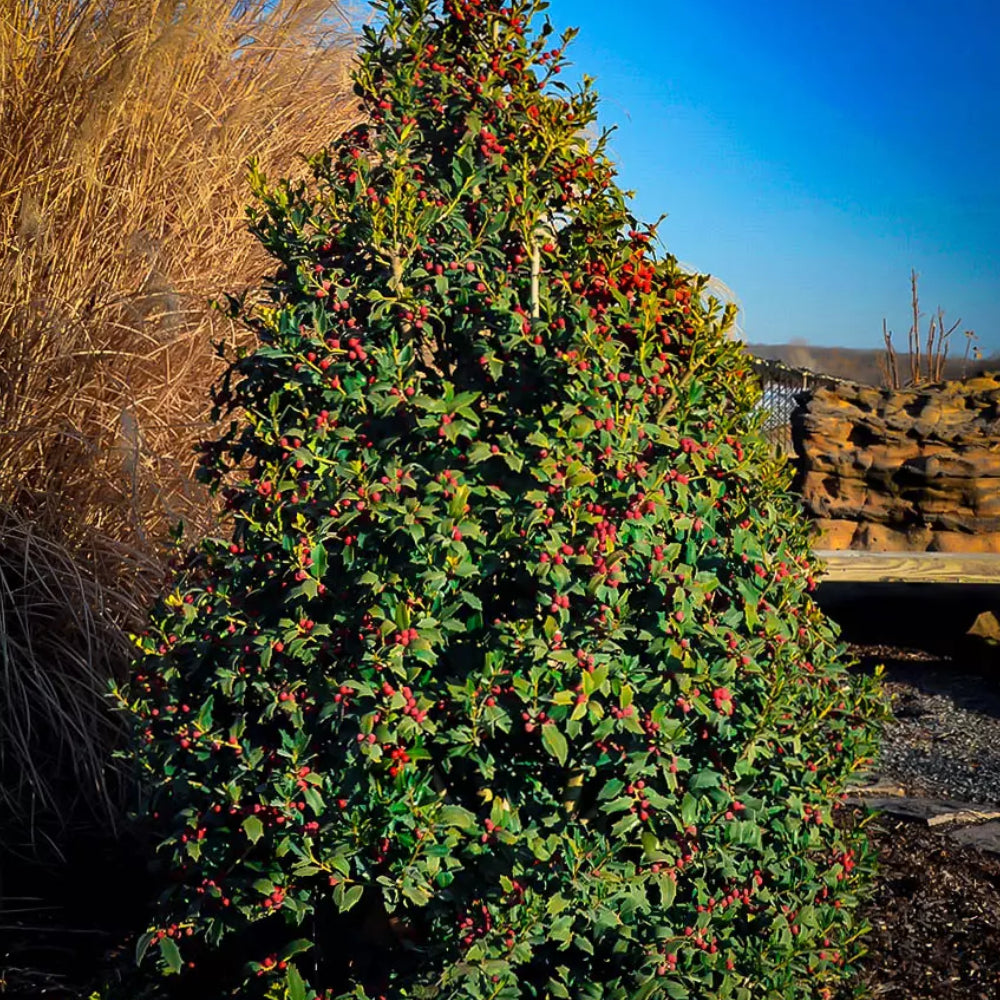 Xmas柄　 Gallery Holly & the Joy Holly, Christmas Jewel #3 – Greenwood Creek Nursery