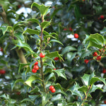 Load image into Gallery viewer, Holly, Dragon Lady #25