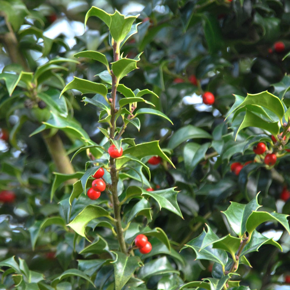 Holly, Dragon Lady #25