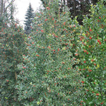 Load image into Gallery viewer, Holly, Dragon Lady 7'-8' B&B