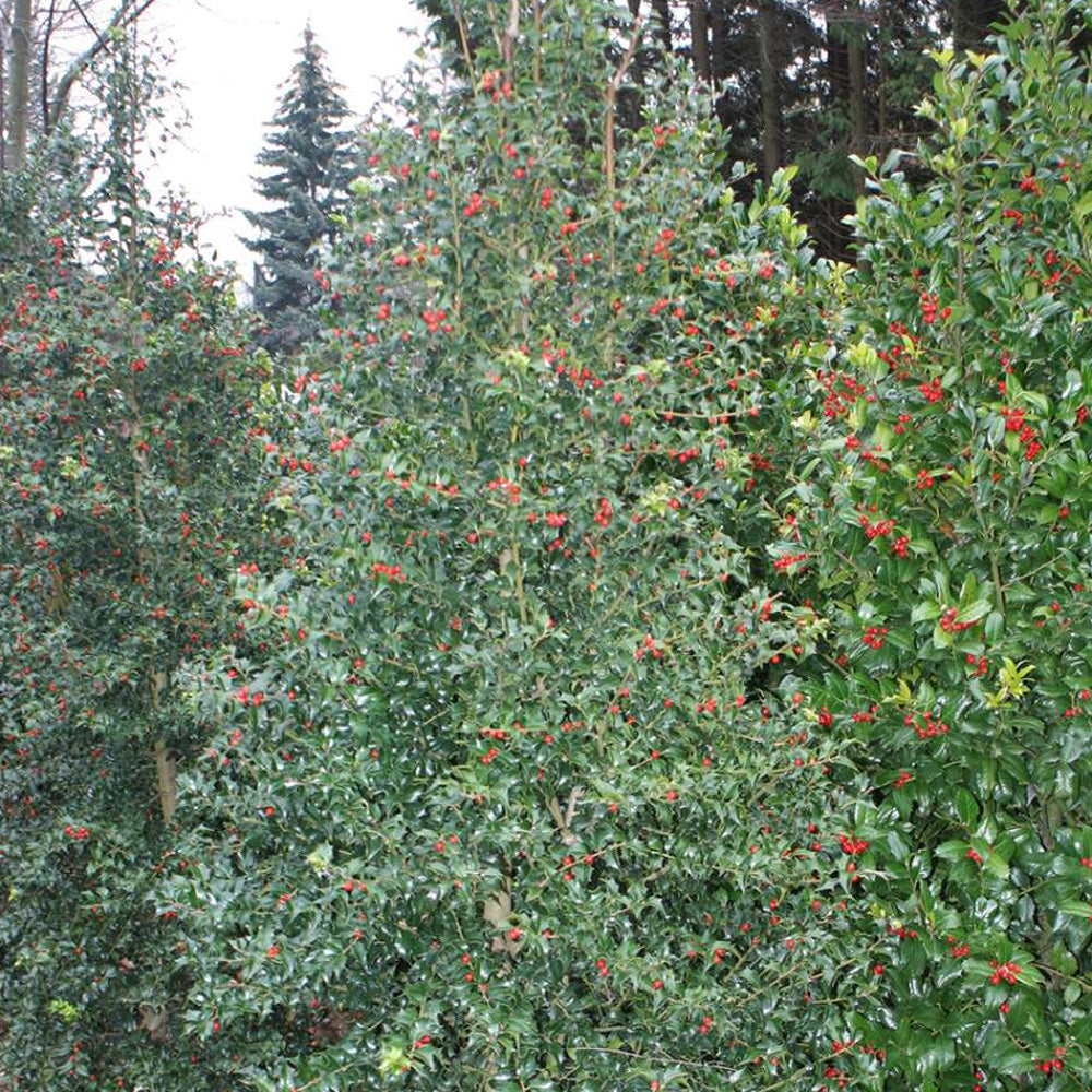 Holly, Dragon Lady #25