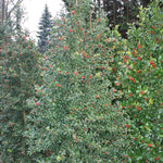 Load image into Gallery viewer, Holly, Dragon Lady #3